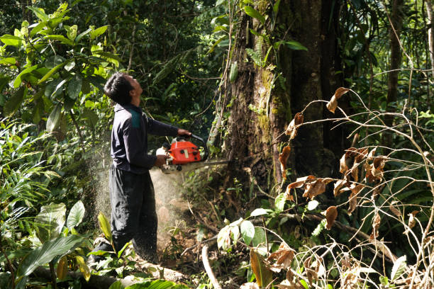 Best Tree Disease Treatment  in Fife, WA